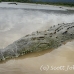 crocodile_american_tar_h_1138_cos2086.jpg